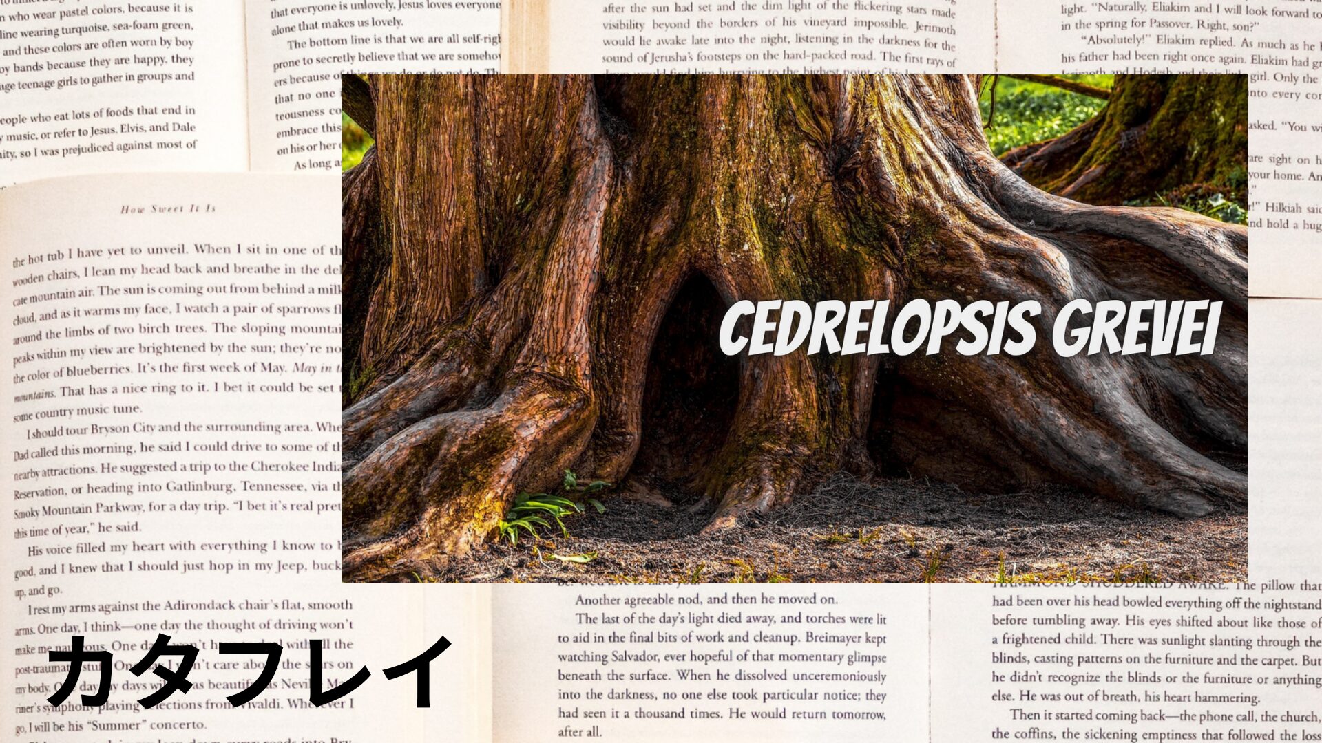 katafurei-aroma-herb-dictionary-eyecatch-botanical-study