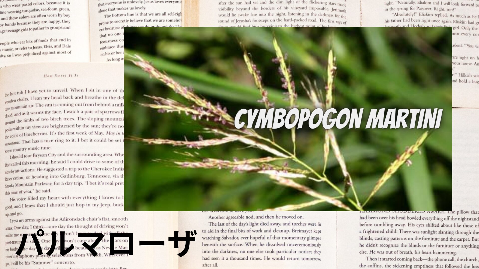 palmarosa-aroma-herb-dictionary-eyecatch-botanical-study