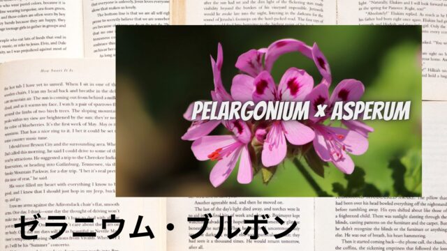 ゼラニウム・ブルボンのアロマハーブ事典(辞典)用アイキャッチ＠botanical-study