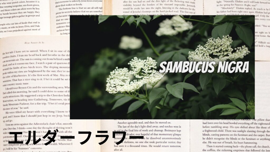 elderflower-aroma-herb-dictionary-eyecatch-botanical-study