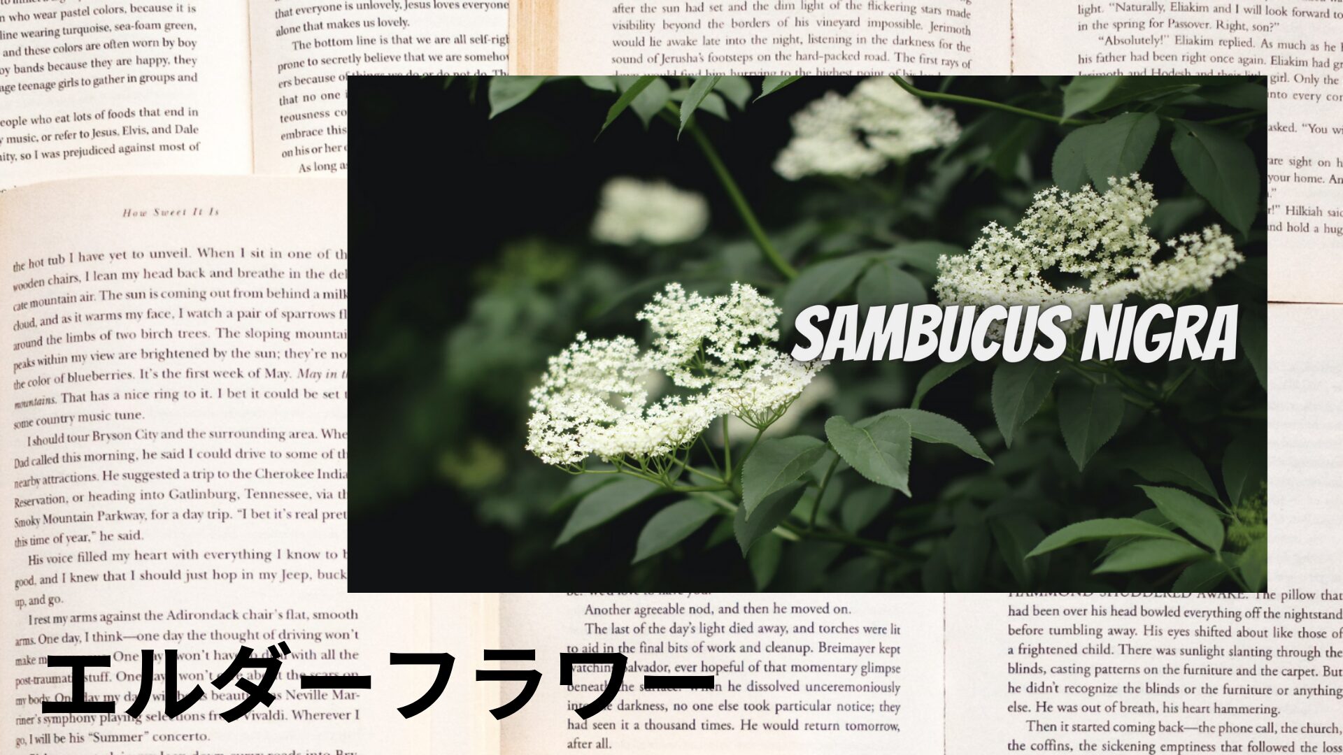 elderflower-aroma-herb-dictionary-eyecatch-botanical-study