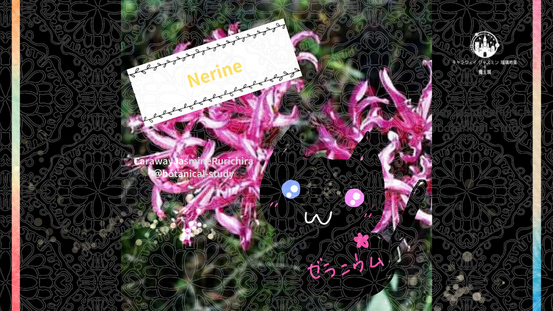 今日の誕生花A　11.25