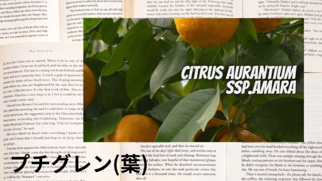 プチグレン(葉)のアロマハーブ事典(辞典)用アイキャッチ＠botanical-study