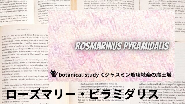 ローズマリー・ピラミダリスのアロマハーブ事典(辞典)用アイキャッチ＠botanical-study