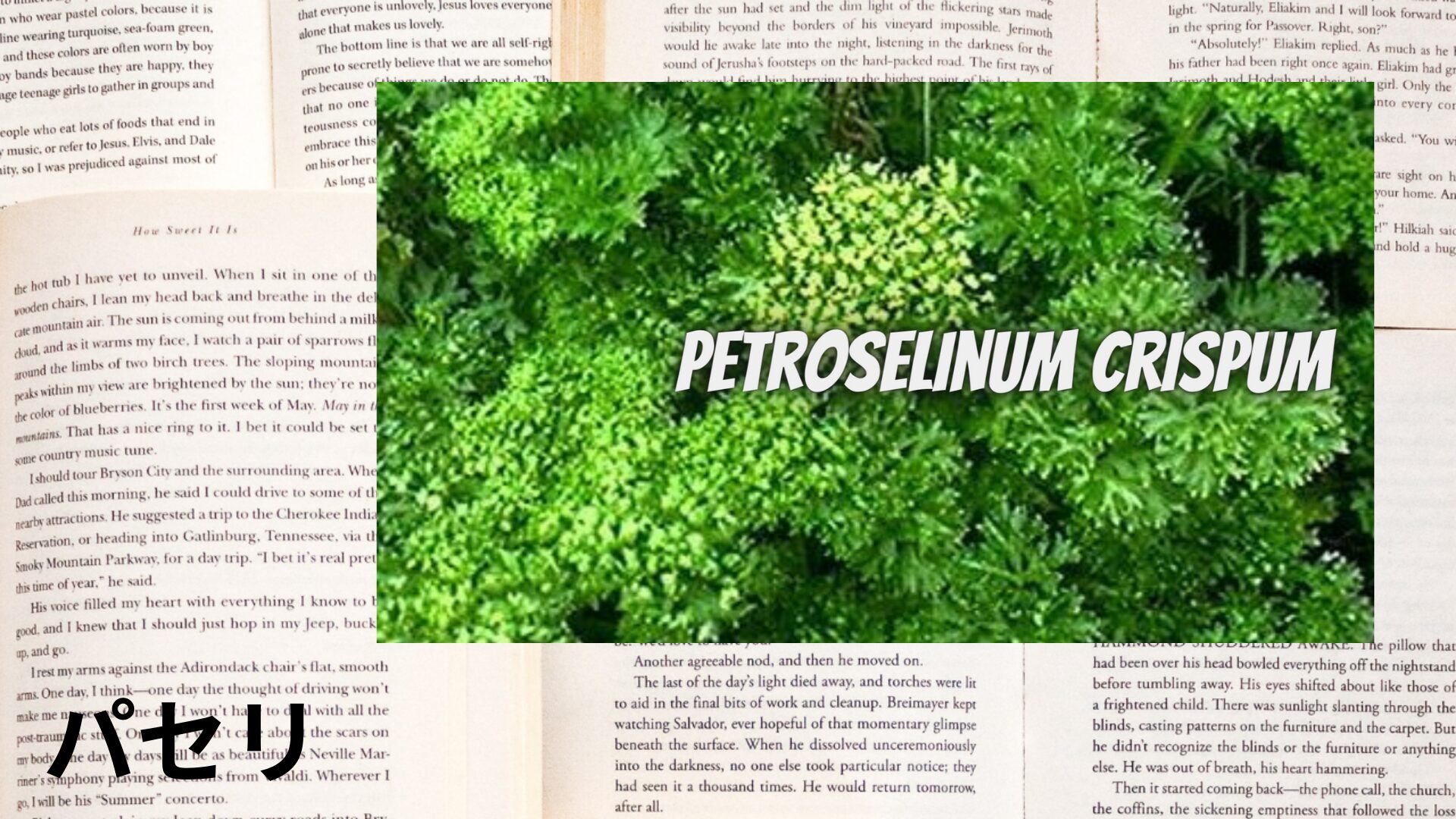 parsley-aroma-herb-dictionary-eyecatch-botanical-study