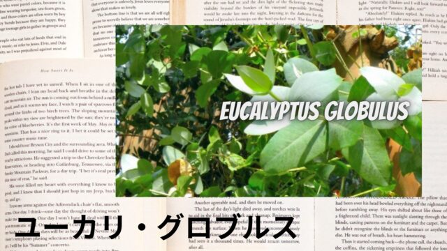 ユーカリ・グロブルスのアロマハーブ事典(辞典)用アイキャッチ＠botanical-study