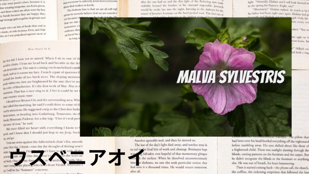 mallow-aroma-herb-dictionary-eyecatch-botanical-study