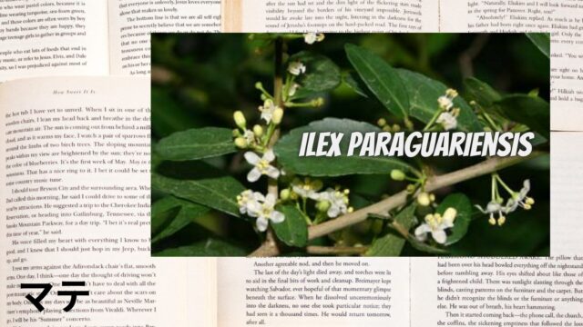 マテのアロマハーブ事典(辞典)用アイキャッチ＠botanical-study