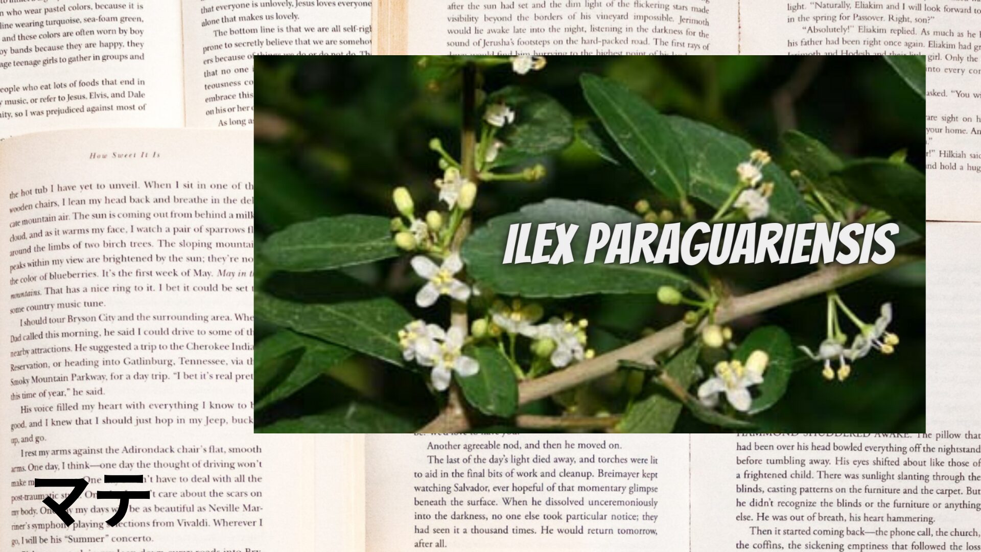 mate-aroma-herb-dictionary-eyecatch-botanical-study