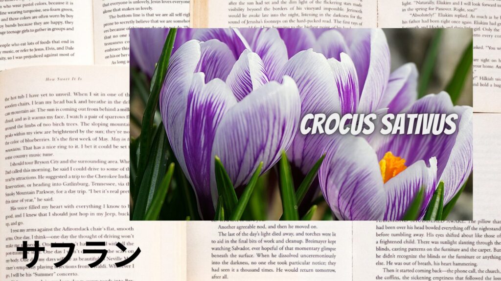 saffron-aroma-herb-dictionary-eyecatch-botanical-study