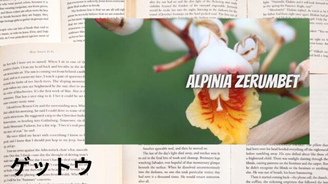 ゲットウのアロマハーブ事典(辞典)用アイキャッチ＠botanical-study