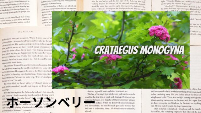 ホーソンベリーのアロマハーブ事典(辞典)用アイキャッチ＠botanical-study