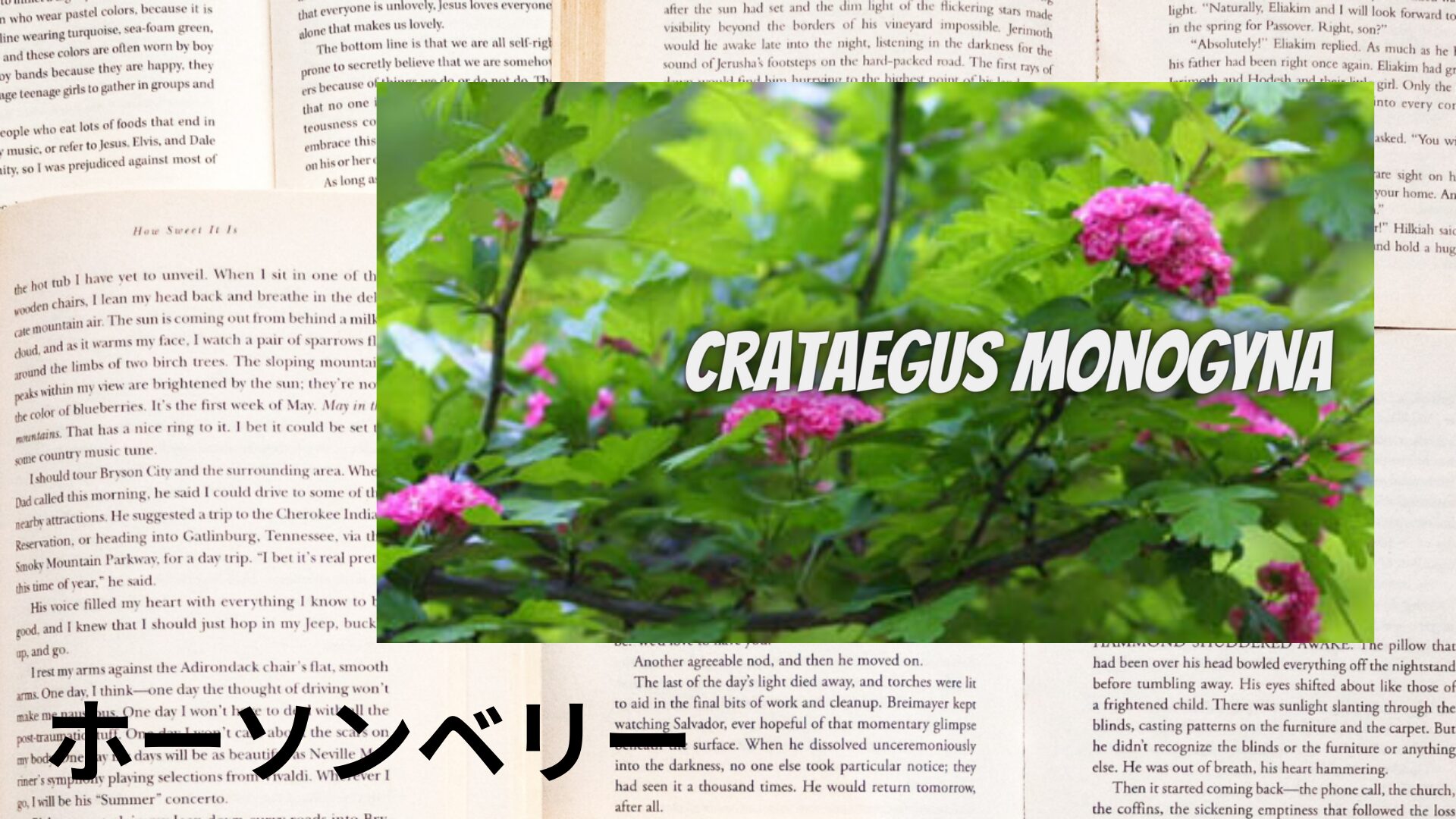 hawthorn-berry-aroma-herb-dictionary-eyecatch-botanical-study