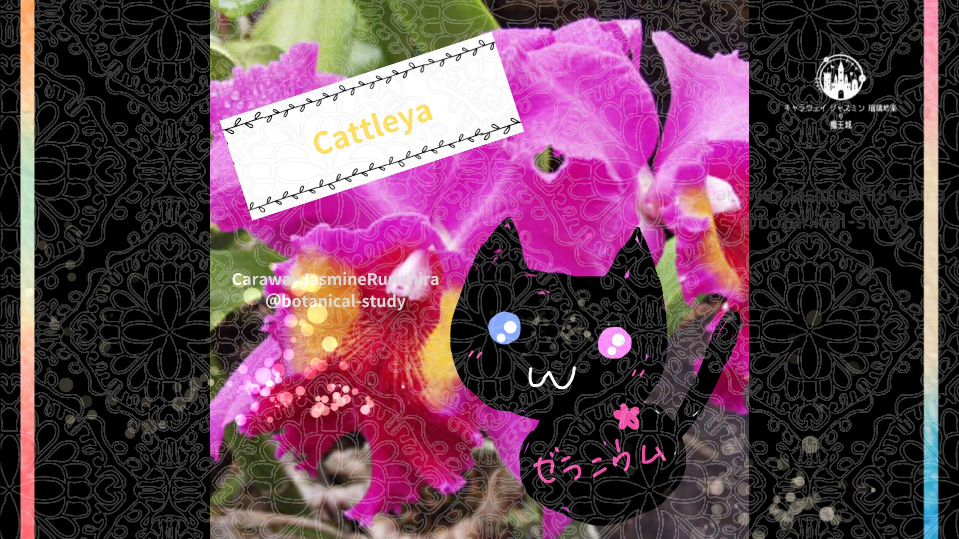 今日の誕生花A　11.24