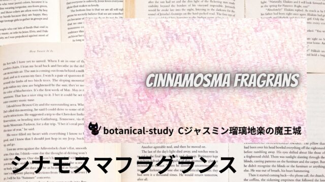 シナモスマ・フラグランスのアロマハーブ事典(辞典)用アイキャッチ＠botanical-study