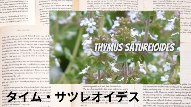 タイム・サツレオイデスのアロマハーブ事典(辞典)用アイキャッチ＠botanical-study