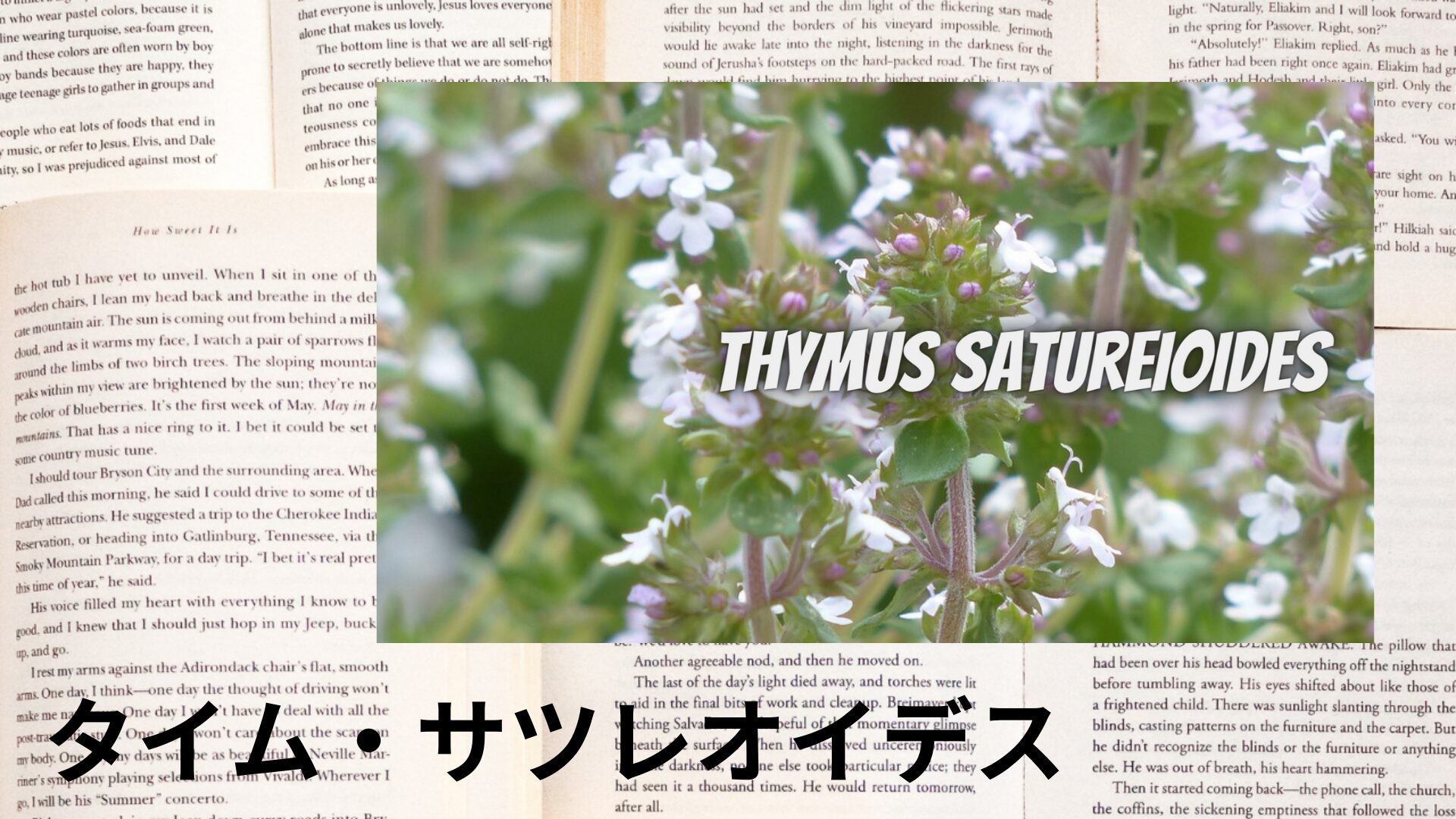 thyme-satureioides-aroma-herb-dictionary-eyecatch-botanical-study