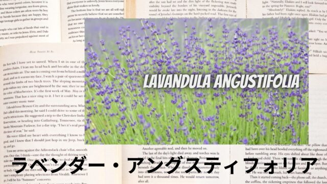 のアロマハーブ事典(辞典)用アイキャッチ＠botanical-study
