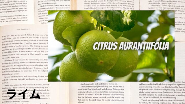 ライムのアロマハーブ事典(辞典)用アイキャッチ＠botanical-study