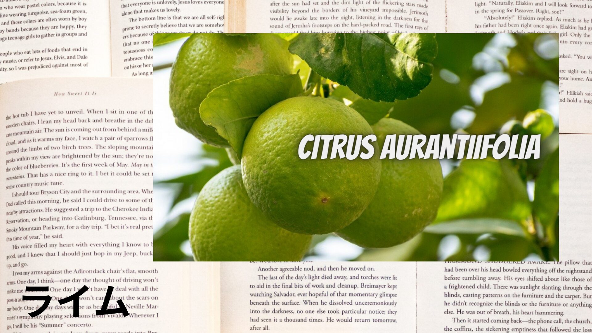 lime-aroma-herb-dictionary-eyecatch-botanical-study
