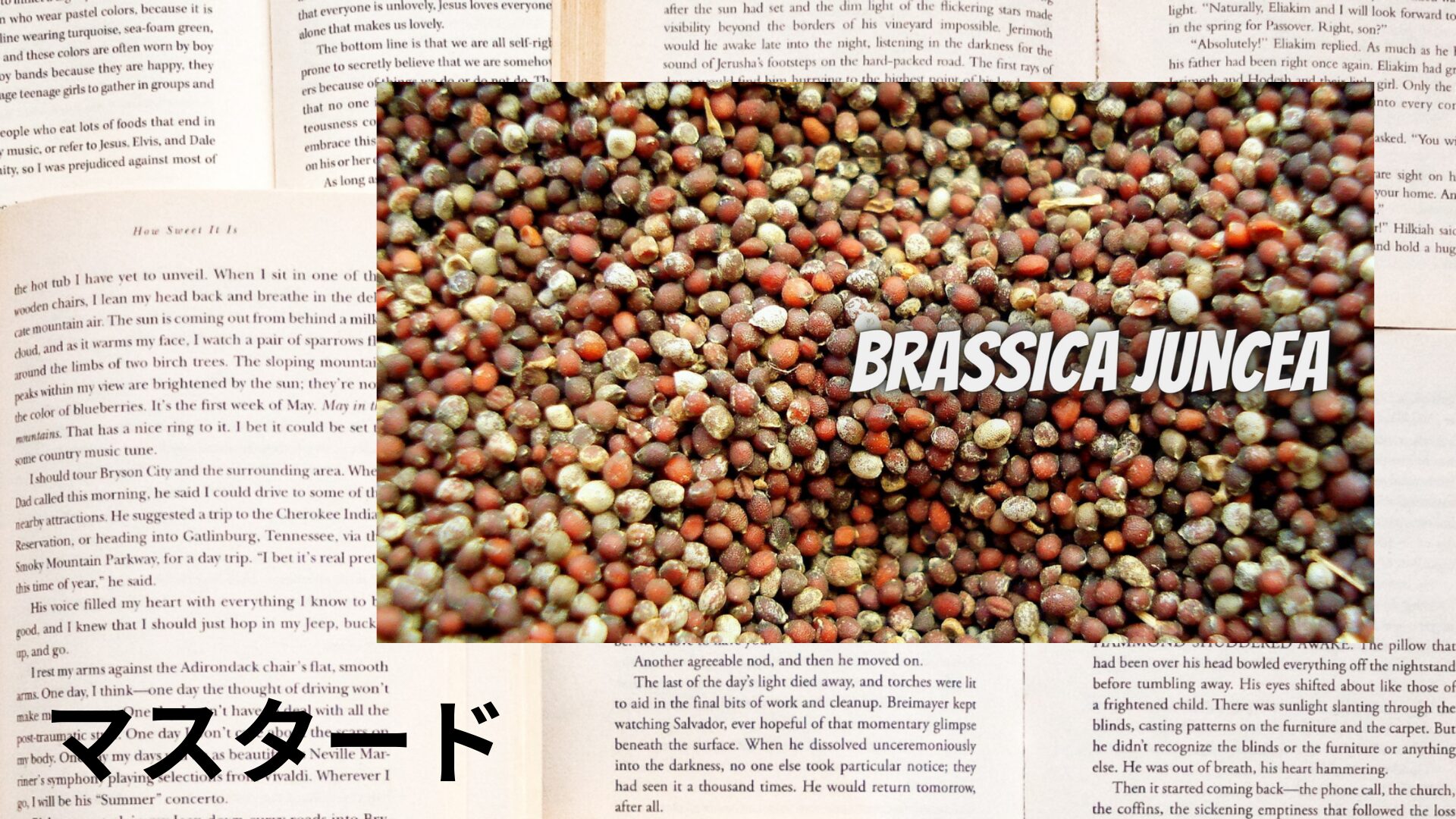 mustard-aroma-herb-dictionary-eyecatch-botanical-study