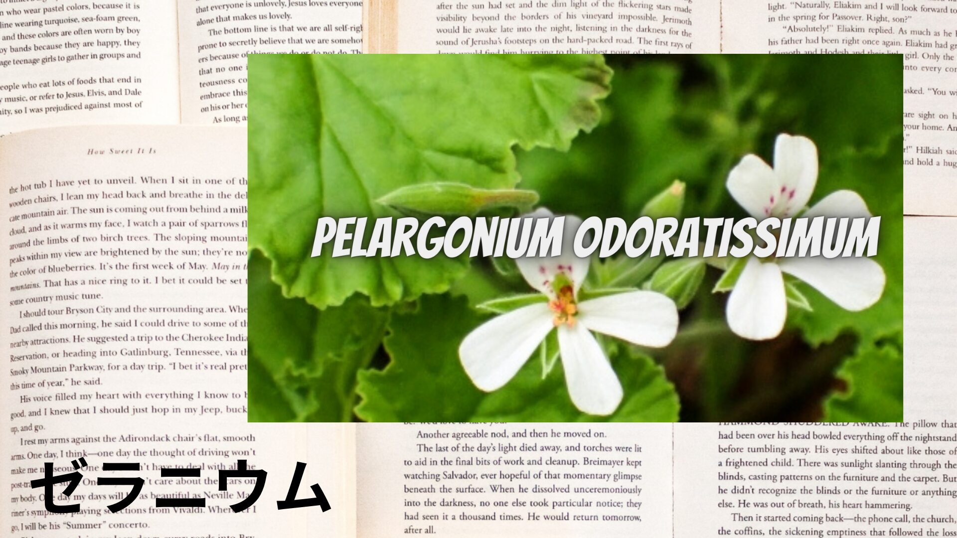 geranium-aroma-herb-dictionary-eyecatch-botanical-study