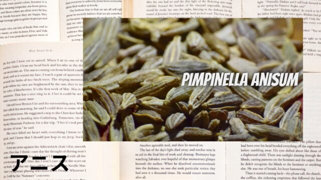 アニスのアロマハーブ事典(辞典)用アイキャッチ＠botanical-study