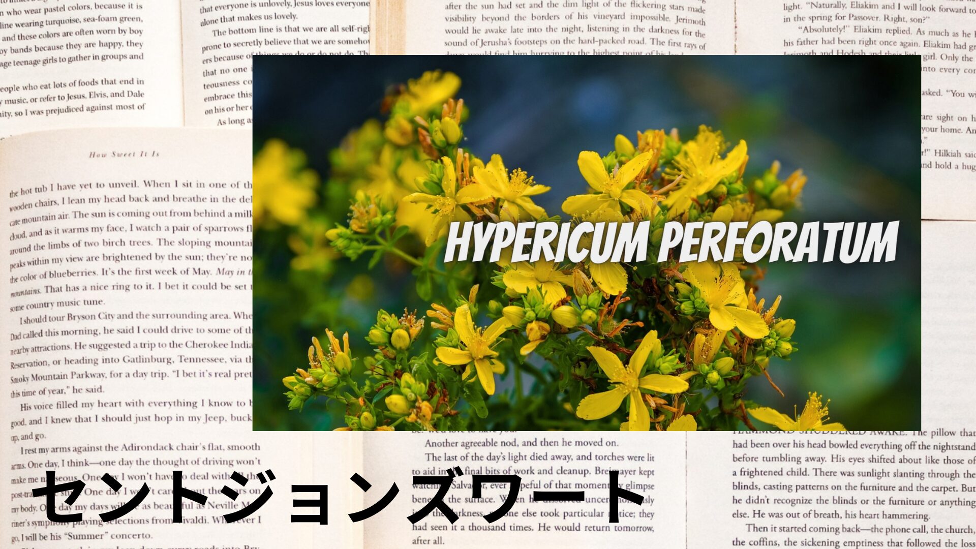 st-johns-wort-aroma-herb-dictionary-eyecatch-botanical-study