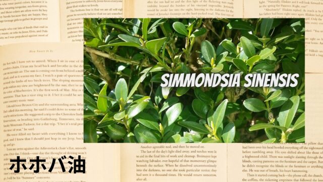 ホホバ油のアロマハーブ事典(辞典)用アイキャッチ＠botanical-study