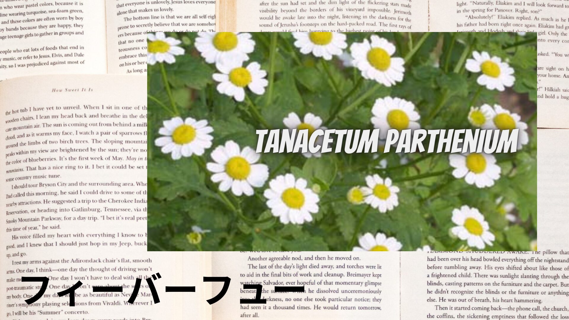 feverfew-aroma-herb-dictionary-eyecatch-botanical-study