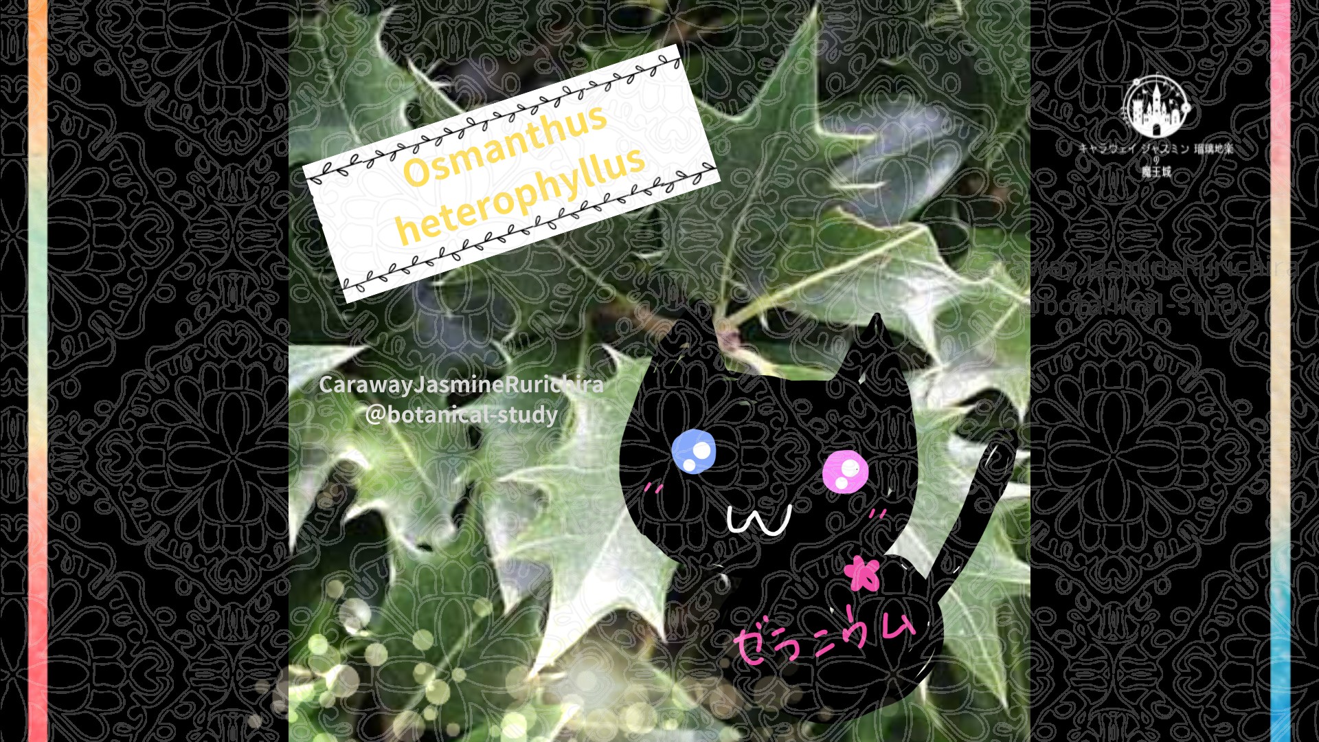 今日の誕生花A　11.8