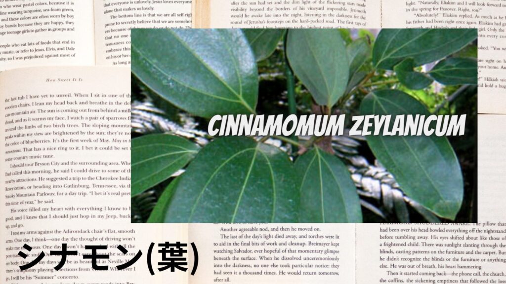 cinnamon-bark-aroma-herb-dictionary-eyecatch-botanical-study