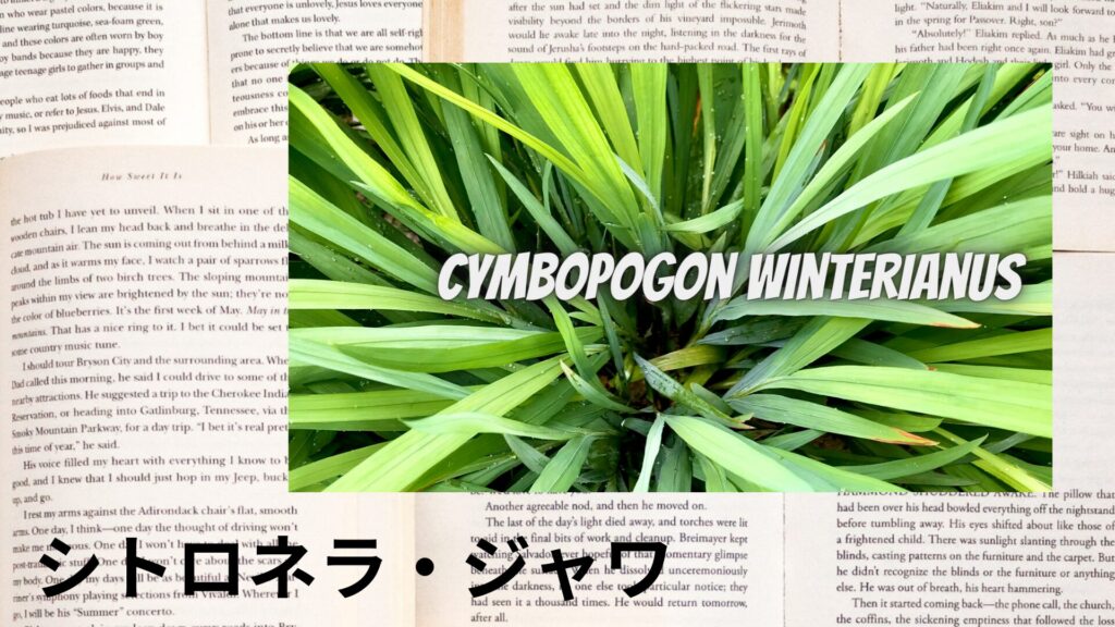 citronella-java-aroma-herb-dictionary-eyecatch-botanical-study