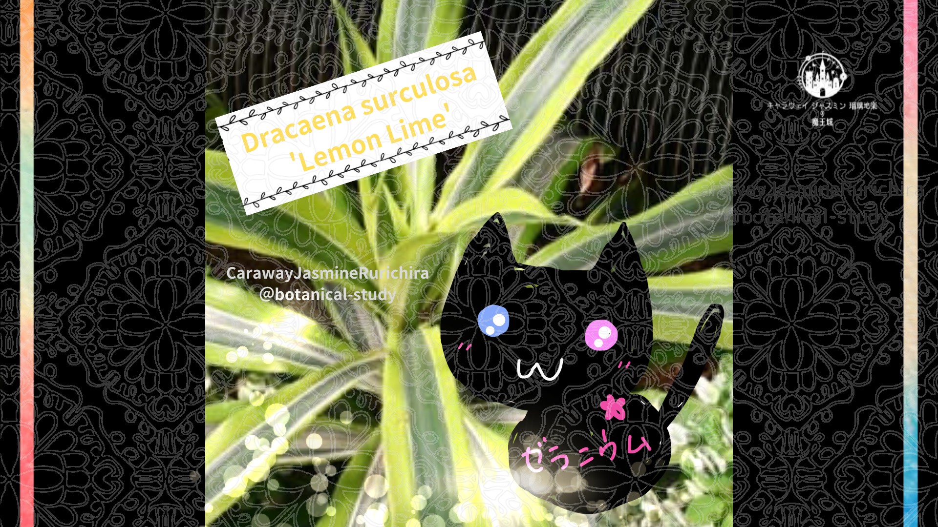 今日の誕生花A　12.1