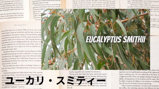 ユーカリ・スミティーのアロマハーブ事典(辞典)用アイキャッチ＠botanical-study