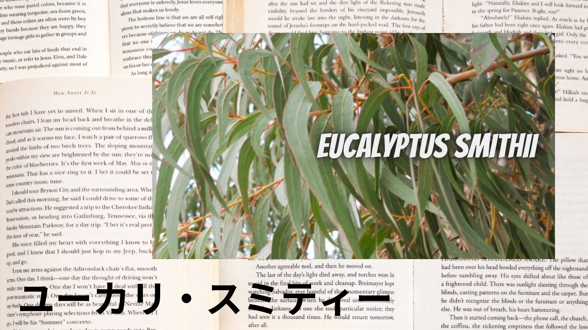 eucalyptus-smithii-aroma-herb-dictionary-eyecatch-botanical-study