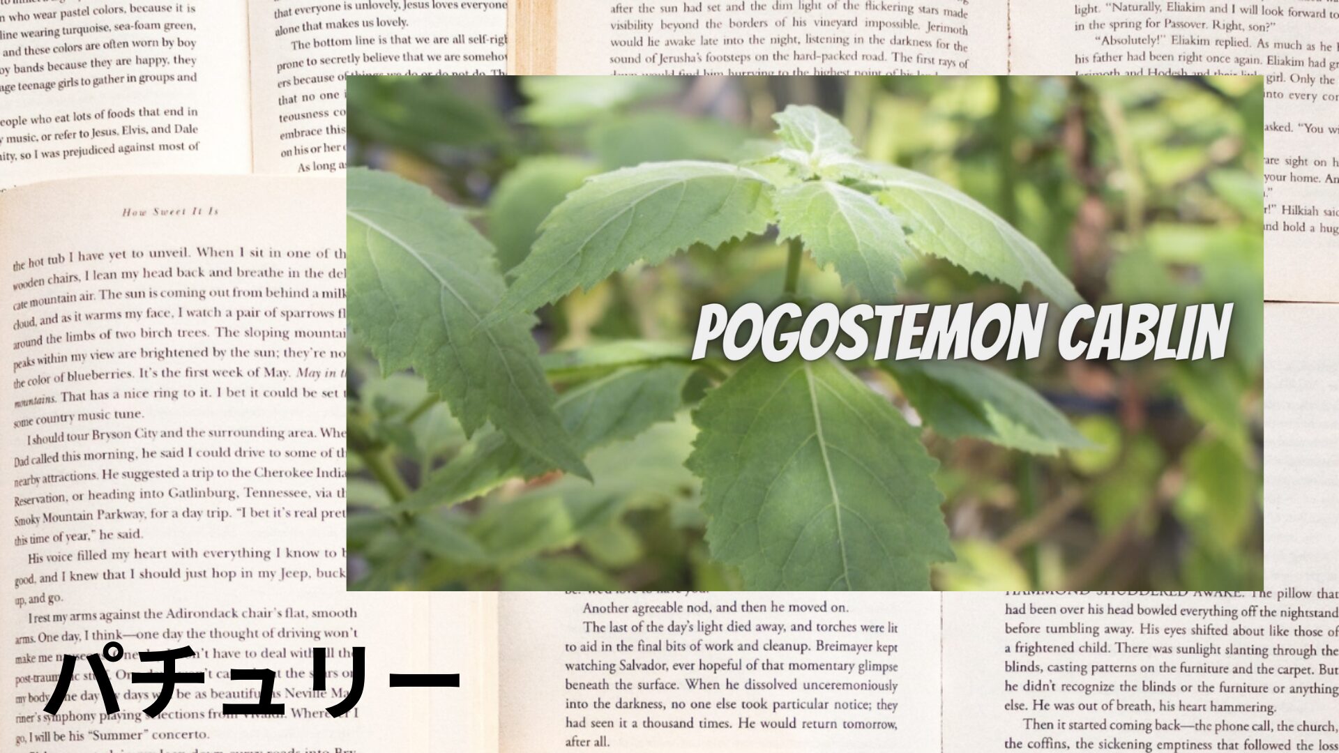 patchouli-aroma-herb-dictionary-eyecatch-botanical-study