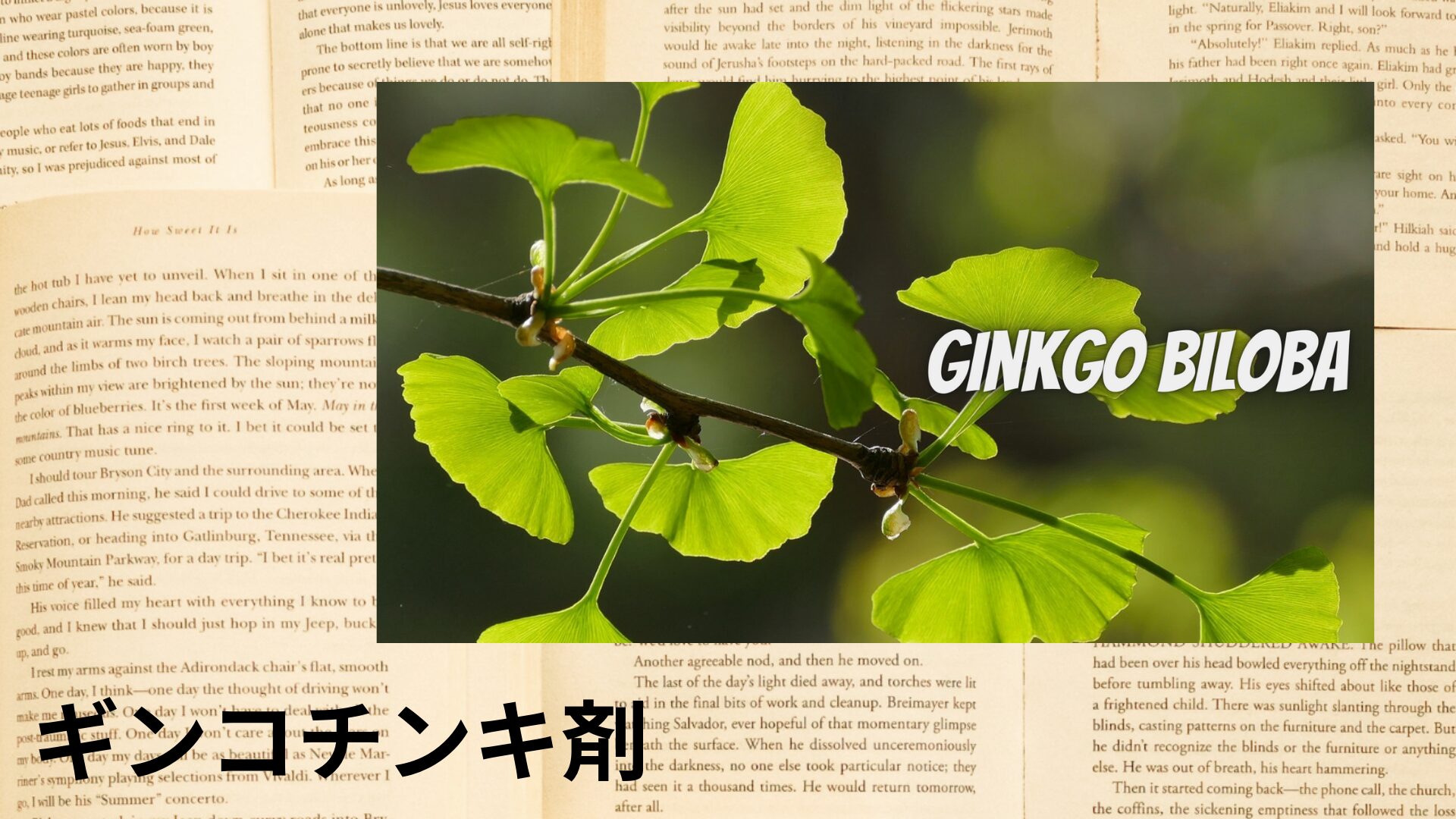 ginkgo-tincture-aroma-herb-dictionary-eyecatch-botanical-study