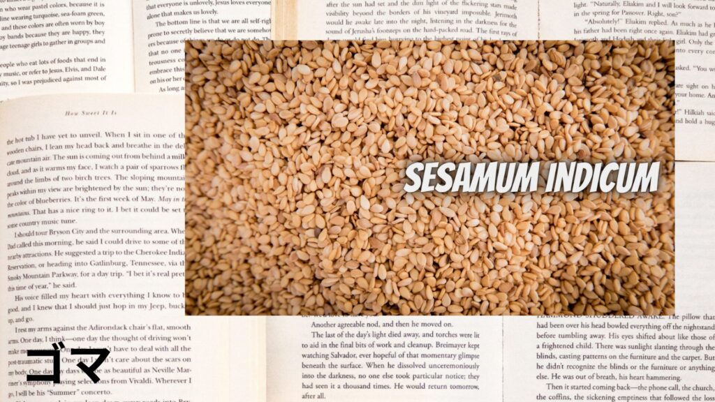 sesame-aroma-herb-dictionary-eyecatch-botanical-study