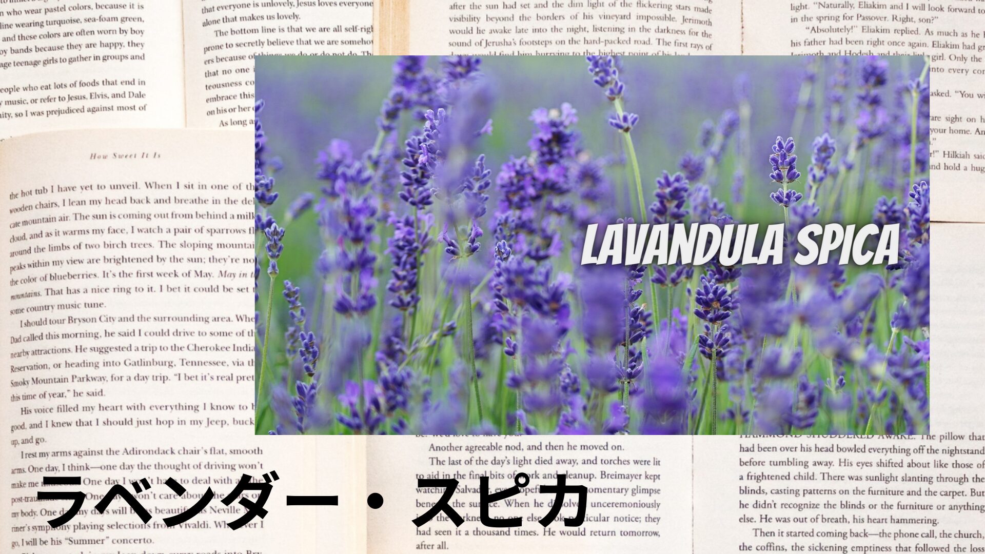 lavender-spica-aroma-herb-dictionary-eyecatch-botanical-study