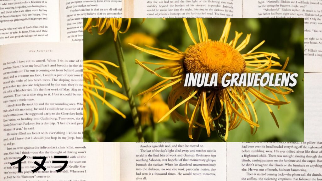 inula-aroma-herb-dictionary-eyecatch-botanical-study