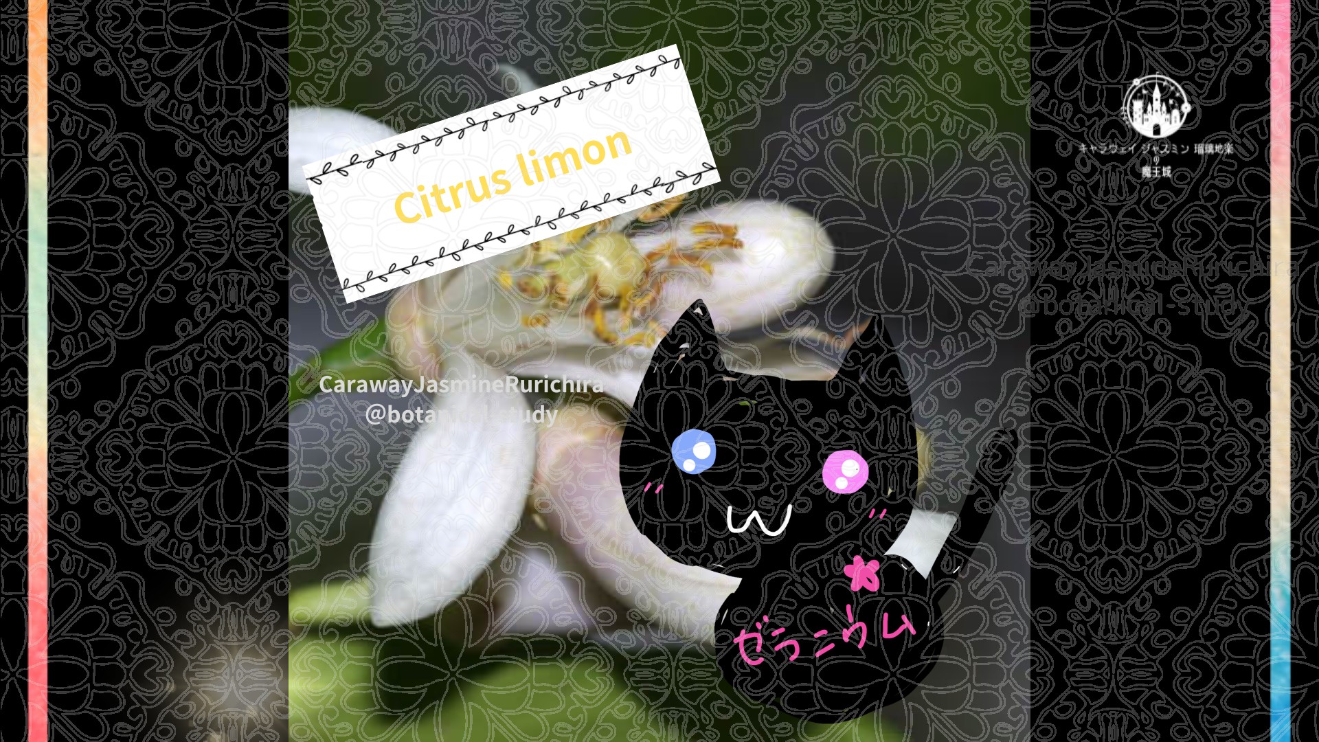 「レモン」11月12日とCジャスミン瑠璃地楽の今日の誕生花＠botanical-study