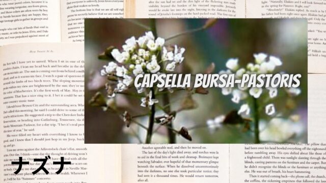 ナズナのアロマハーブ事典(辞典)用アイキャッチ＠botanical-study