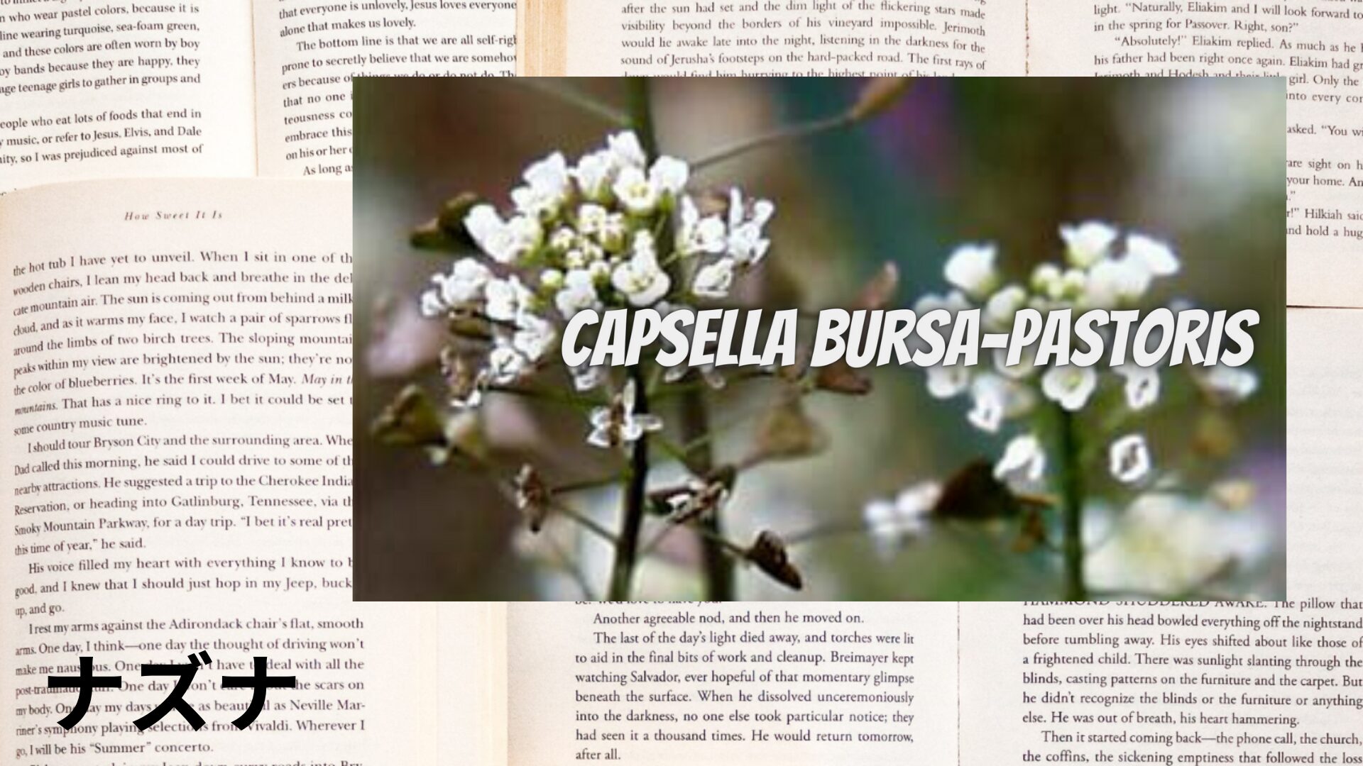 shepherd's-purse-aroma-herb-dictionary-eyecatch-botanical-study