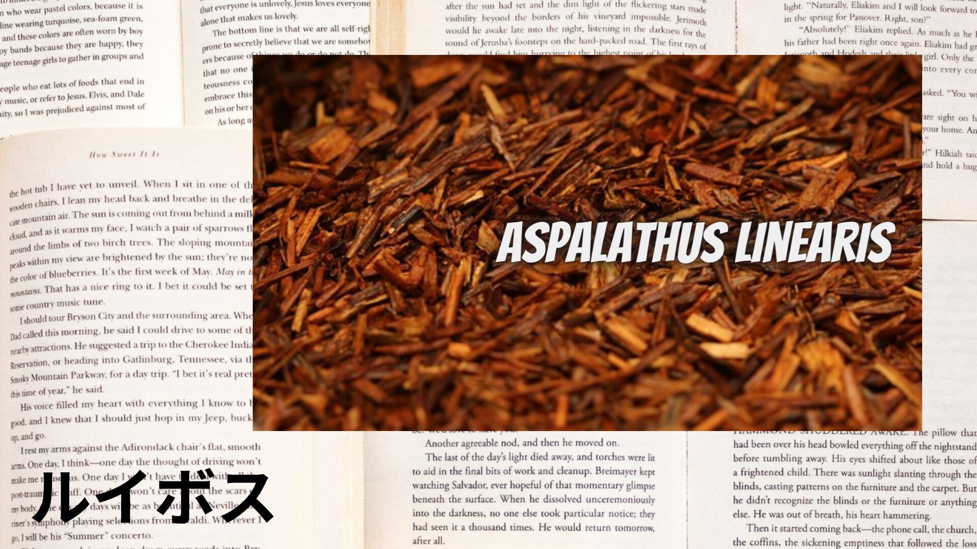 rooibos-aroma-herb-dictionary-eyecatch-botanical-study