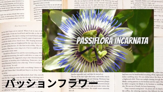 パッションフラワーのアロマハーブ事典(辞典)用アイキャッチ＠botanical-study