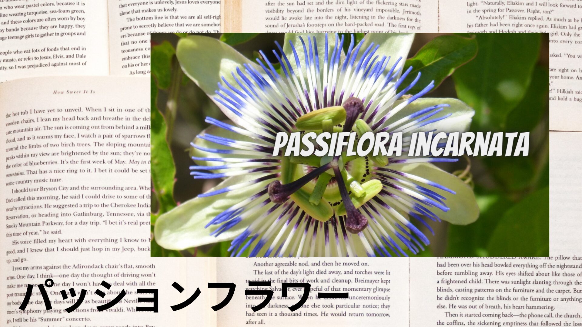 passionflower-aroma-herb-dictionary-eyecatch-botanical-study