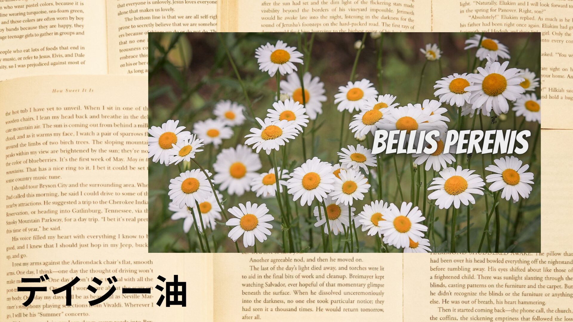 daisy-oil-aroma-herb-dictionary-eyecatch-botanical-study