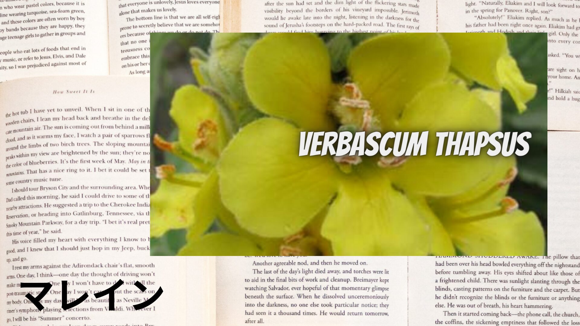 mullein-aroma-herb-dictionary-eyecatch-botanical-study