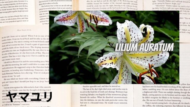 ヤマユリのアロマハーブ事典(辞典)用アイキャッチ＠botanical-study